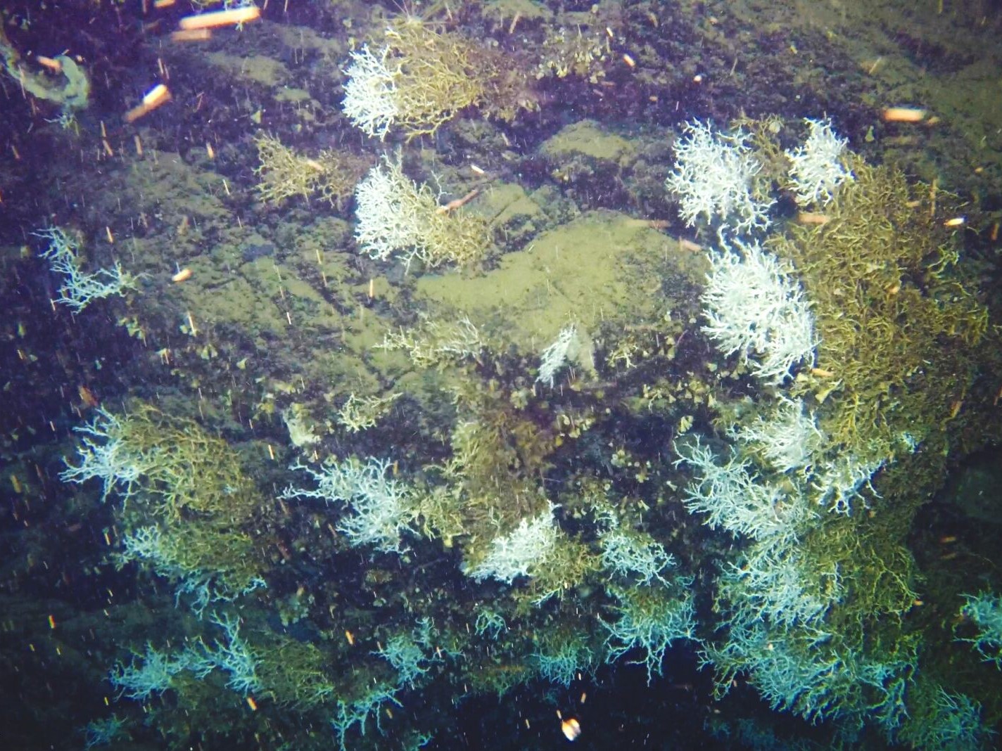 About 111 JANE STREET LLC